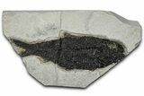 Detailed Fossil Fish (Knightia) - Wyoming #356817-1